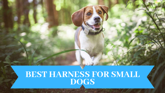 Best Harness For Small Dogs