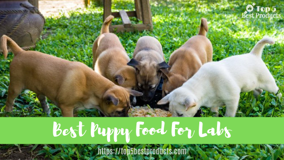 Best Puppy Food For Labs 9